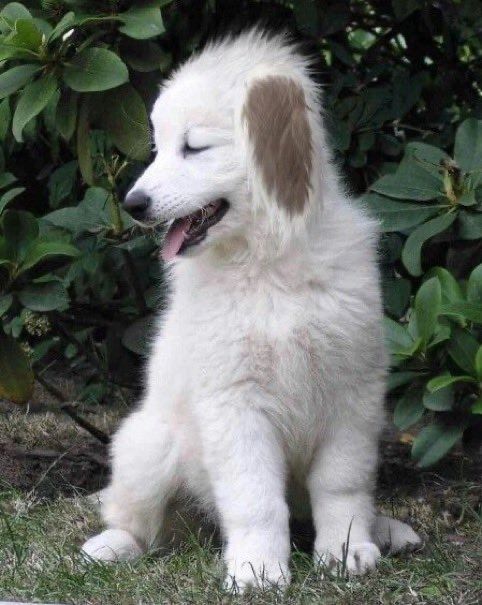 Akamaru in real life