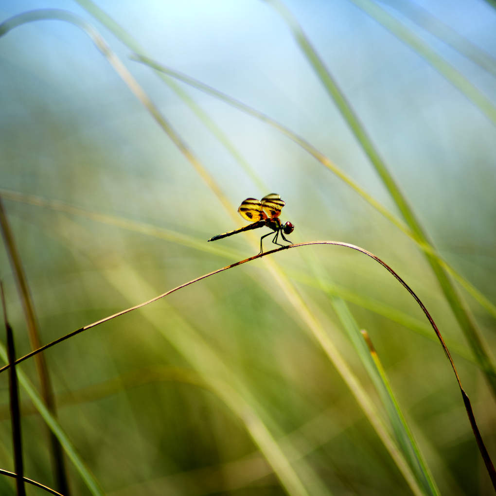 A_ZofWonderment's tweet image. Photo challenge: in your photo, let the foreground speak!

#photography #NaturePhotography #insect