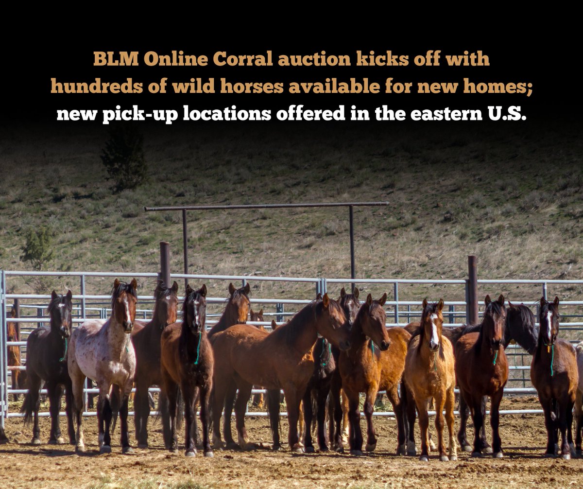 BLM Wild Horse & Burro Program tweet media