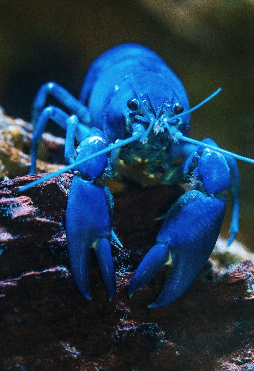 Have you ever talked to a lobster in a restaurant fish tank? 🦞 

#OceanProtectionLeague #SaveTheOcean #ocean #beach #nature #sea #travel #love #sky #water #plastic #pollution #sustainable