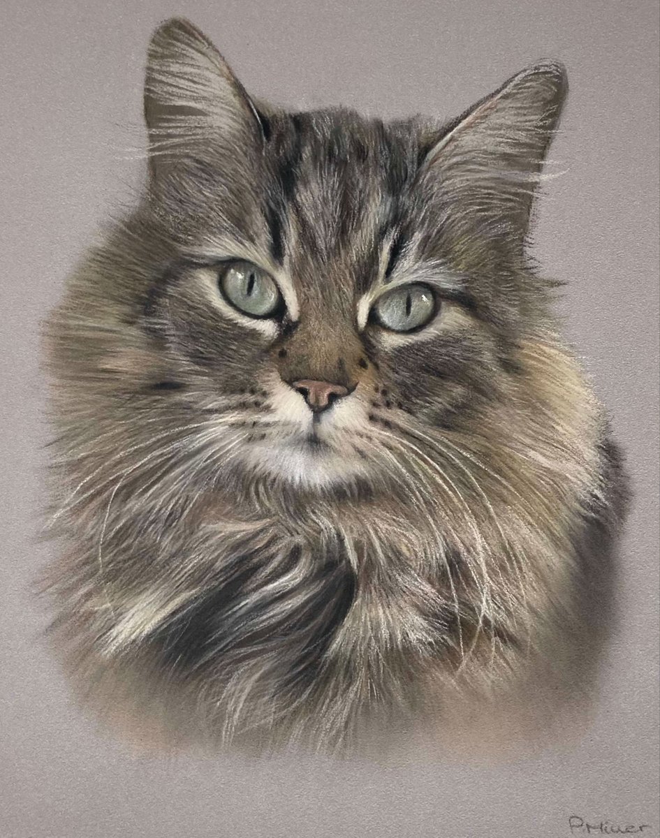 Paulmillerart's tweet image. The very cute "Coco" sadly a memorial drawing, hope the portrait brings her owners joy for many years to come. RIP Coco x
Pastel pencil and soft pastel on pastelmat.
#art #catart #petportrait #drawingart #drawingartist #pastelartwork