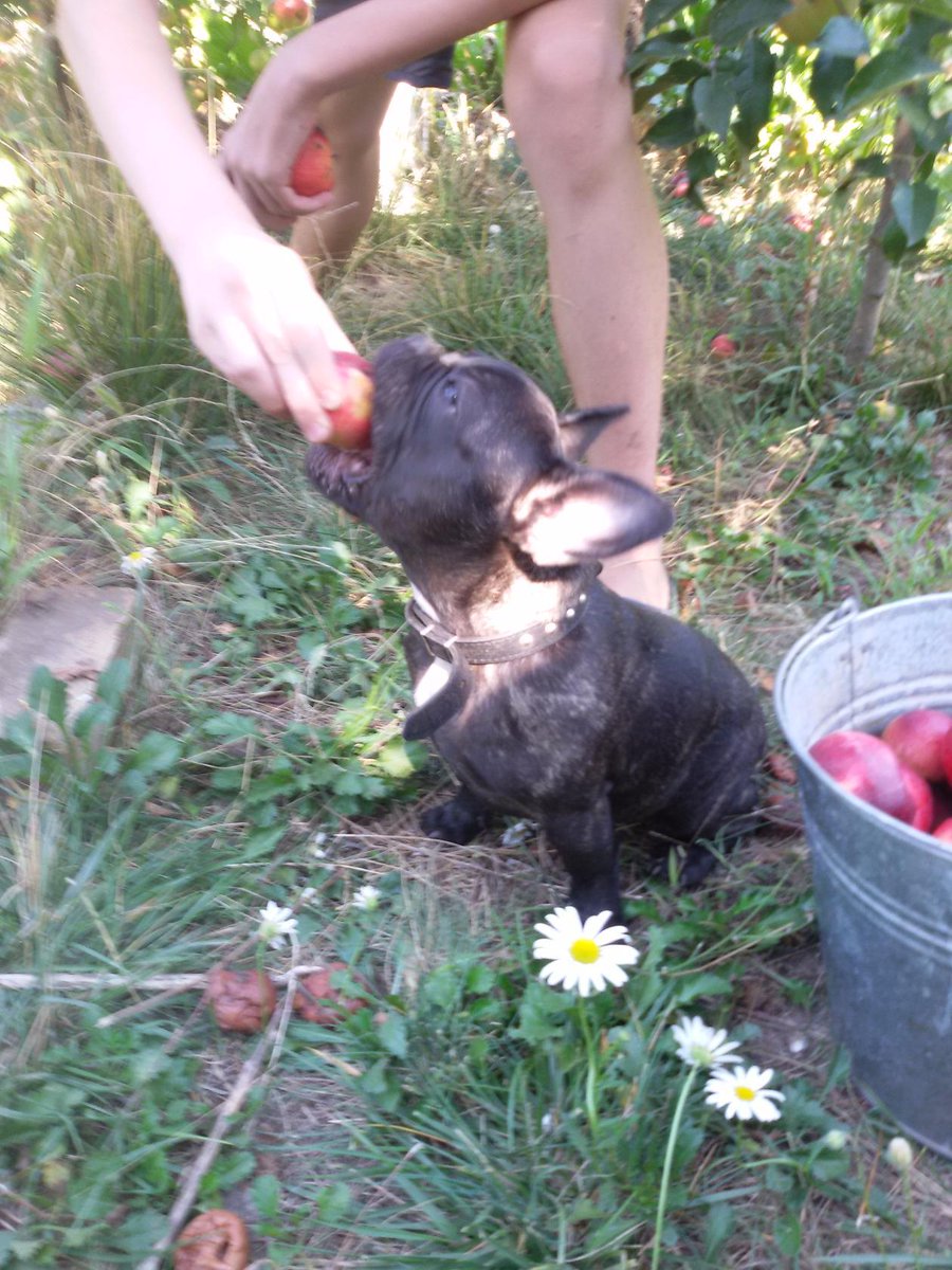 Ура, з їв дві ложки паштету і трохи яблучка. Ліг спати.