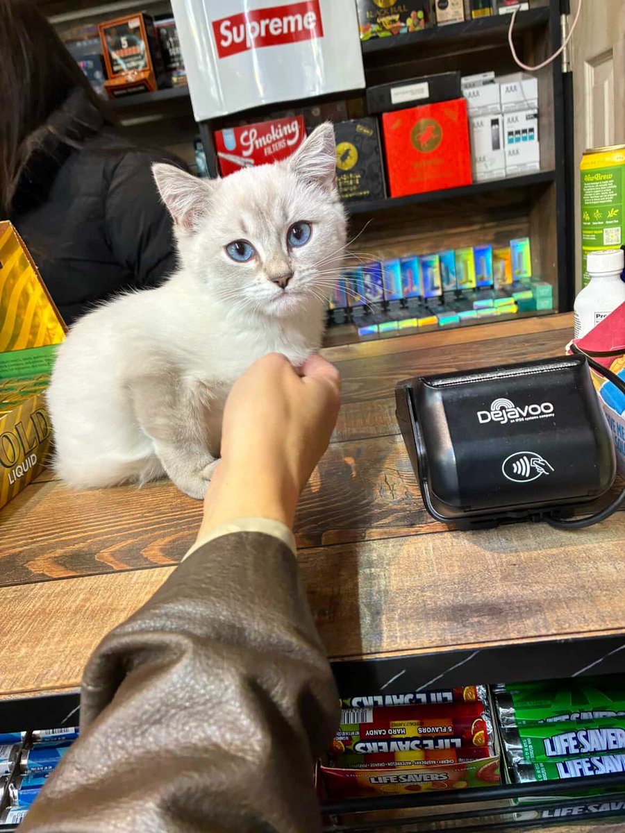 Bodegacats_'s tweet image. 