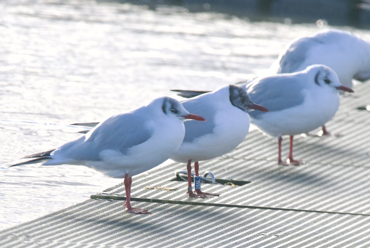 SteveOnHilbre's tweet photo. This colour-ringed #BlackheadedGull was at WestKirby MarineLake today โฆ @deeestuary (thanks for the map too๐) was quickly on the case & found out itโd been ringed in WestKirby (Dec23) but had been seen in Russia ๐ท๐บ (Kaliningrad) in April24!! ๐คฉ #Winter #Wirralbirding #WKML ๐ฅถโ๏ธ https://t.co/qvfyxML3aS
