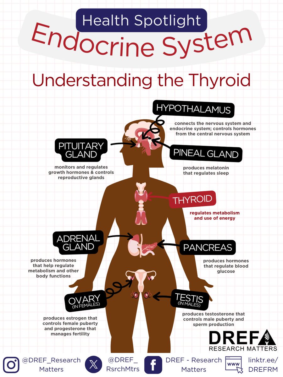 DREF_RsrchMtrs's tweet image. #dyk Over 20 million people in the U.S. have a thyroid problem? 👀🫢

This month is Thyroid Awareness Month, and as we jump into January, we want to provide some insight into how the endocrine system works &amp;amp; just how common thyroid problems and their symptoms are 👀 

Here, we’re…