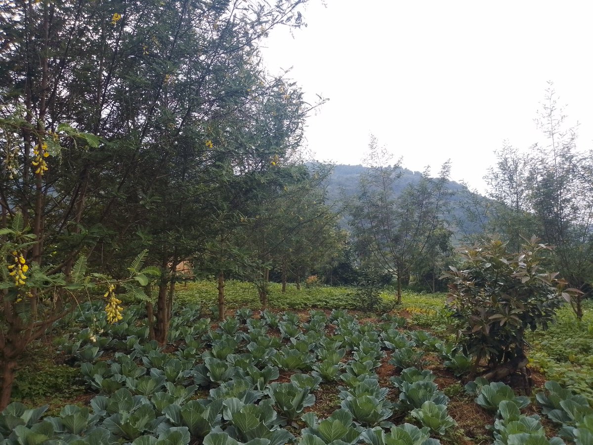 anitah86699's tweet photo. Agroforestry at children's level in primary schools reflects the passion hidden within the children we leave behind when it comes to climate matters.
#childrenmatter 
#childrenfornature https://t.co/pLoC4Zfru7