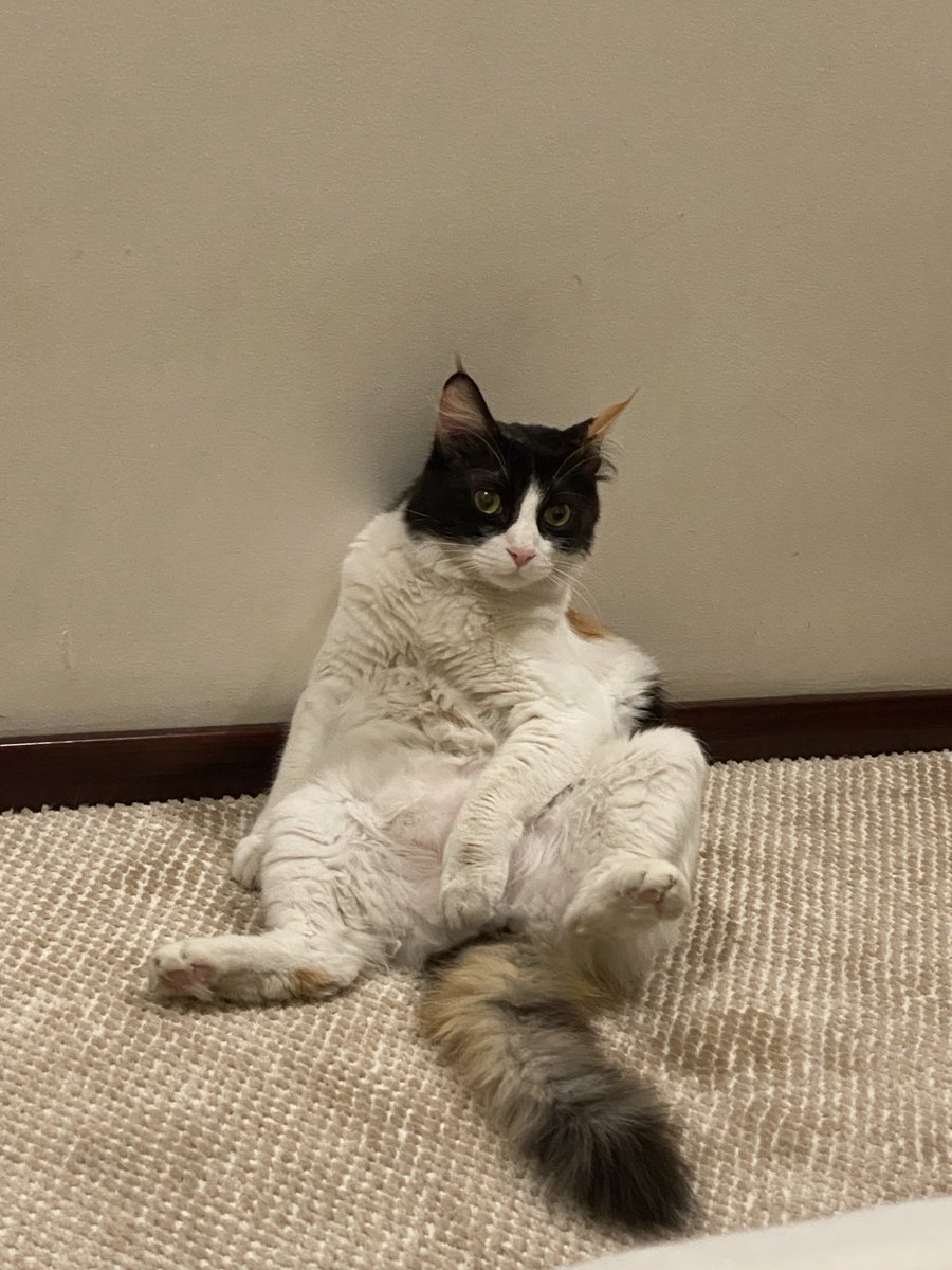 داخت بنتي بعد التريت 🤣