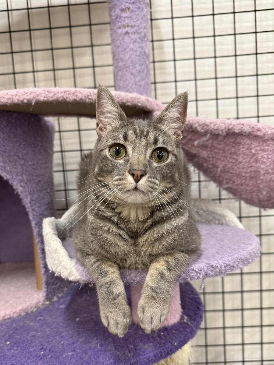 me: hey Toady can we take one picture for your adoption profile where you look normal and not like your eyes are harboring the soul of a traumatized haunted Victorian child?

Toadette: hmmm ok let me try