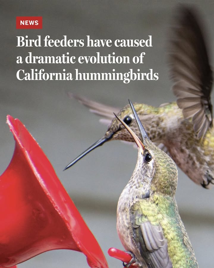 Evolution doesn’t always take thousands or millions of years. Sometimes it happens right before our eyes.

Such is the case with the Anna’s hummingbird, a species that has undergone a dramatic transformation in just a few generations, all thanks to the advent of hummingbird