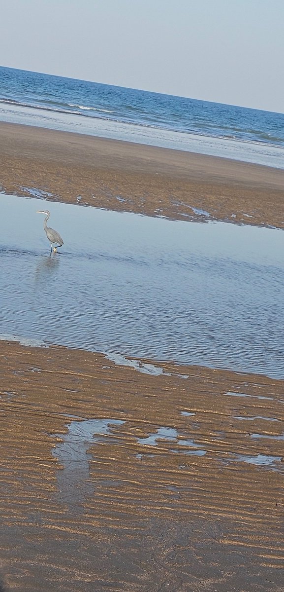 ~مَاذَا لو كانَ هذا المسَاء ساردًا
يَتدثّر عِطرَ شُعور يشبه الزيزَفون
يُربك نبضَ تلك اللغةِ المكتوبة فينَا
بِكسرها وضَمها وسُكونها؟!
ثمّ ماذا لو غاب عنّا
وَترك لنا بعضًا من لونهِ الأرجواني
ظلًا
أقلهُ حبّ
يُقيم في الروحِ
يَغفرُ
شُرودنَا
وانْزواءنَا؟!

#مساء_الخير #Amina_Alhashami