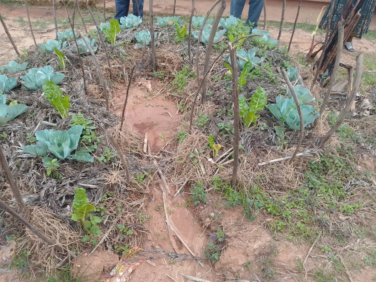 anitah86699's tweet photo. Take a look at the creativity of young children....
Efforts to reduce soil run offs.
C–garden design by Ikamiro Primary School kids.
Well as we grow old to inspire young ones, the young ones also inspire us in one way or another.
#climateaction
#friendsofnatureecoadvocates https://t.co/paHnf4hMYP