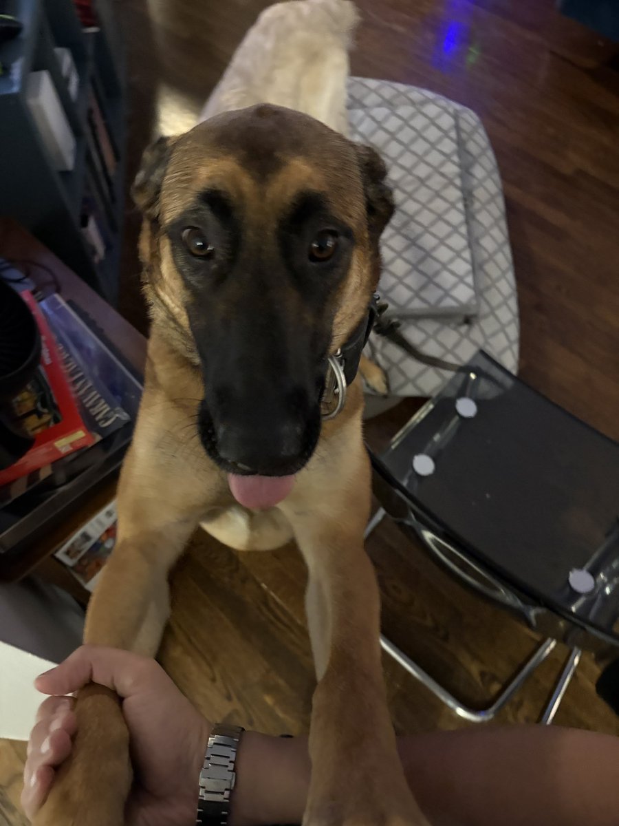 oh yea there were several dogs at the new year’s party and they’re all my friends :)