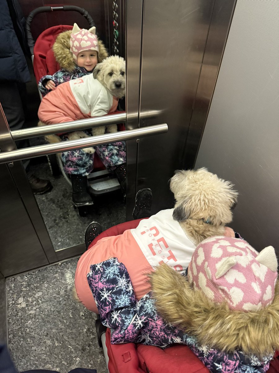 Когда у собаки мерзнут лапы, но она принципиально не хочет ходить в обуви