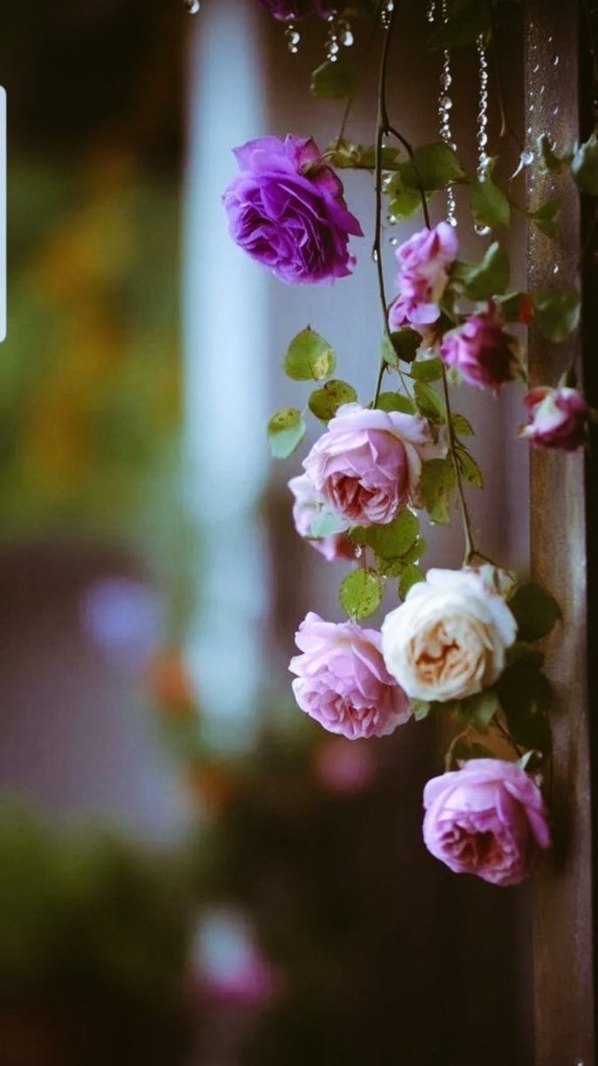 أزهـر حُـبََا .. إحسَانََا .. بِرََّا، خَيـرََا
فالرُّوح لا يليقُ بها سِوى أن تُزهر 🌸🍃💕

#ڪوين💞
#رسالة_لقلبك