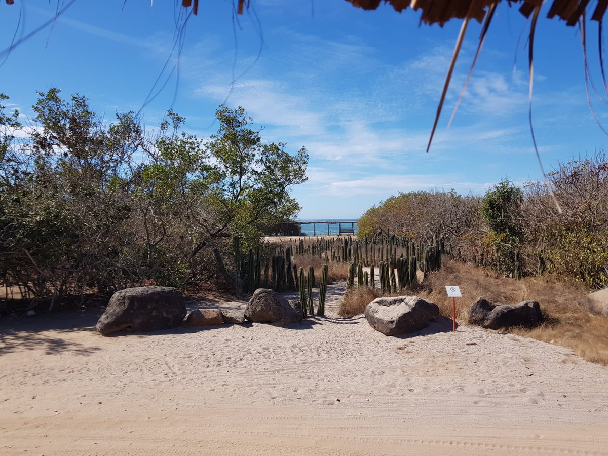 Zona Arqueológica Las Labradas tweet media