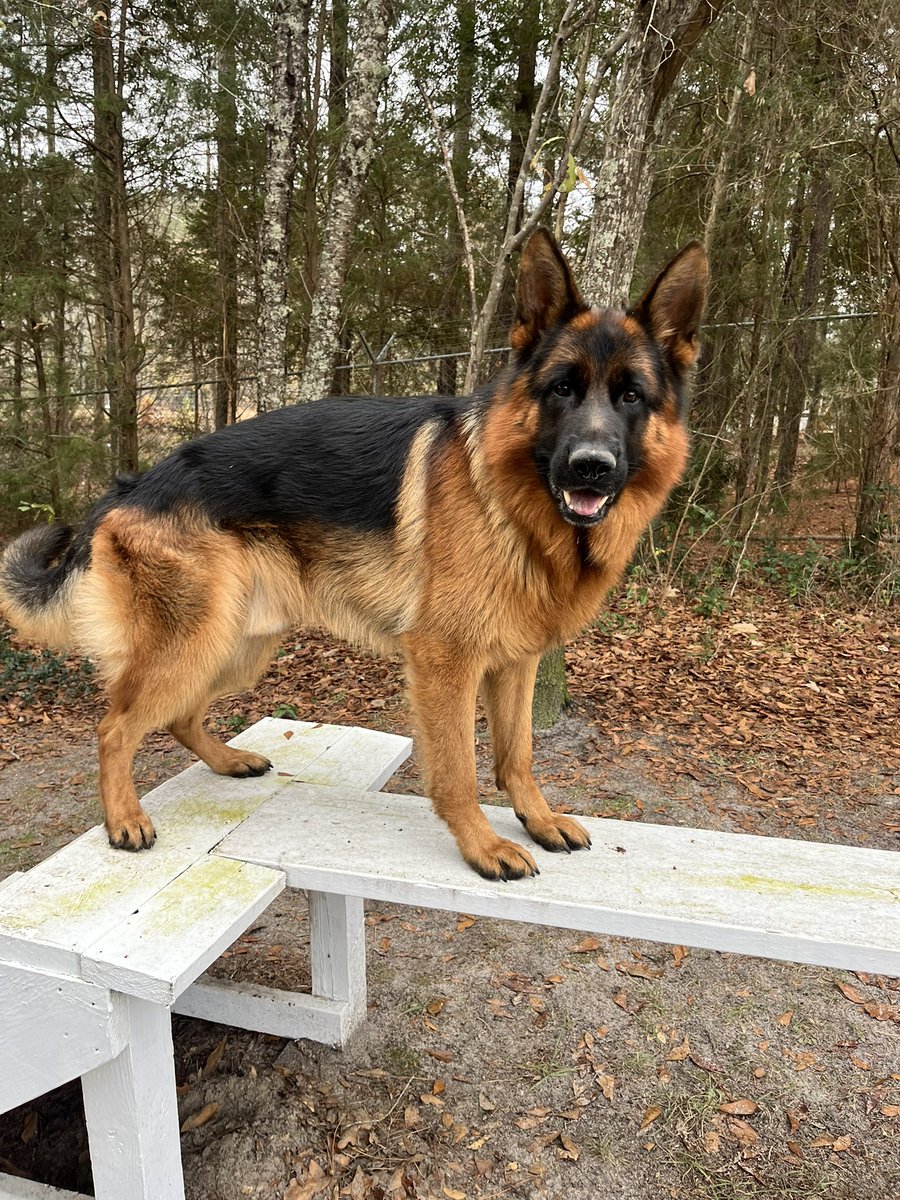 Hope everyone has a great day!  Call us for your next companion and protector! 803-649-5936