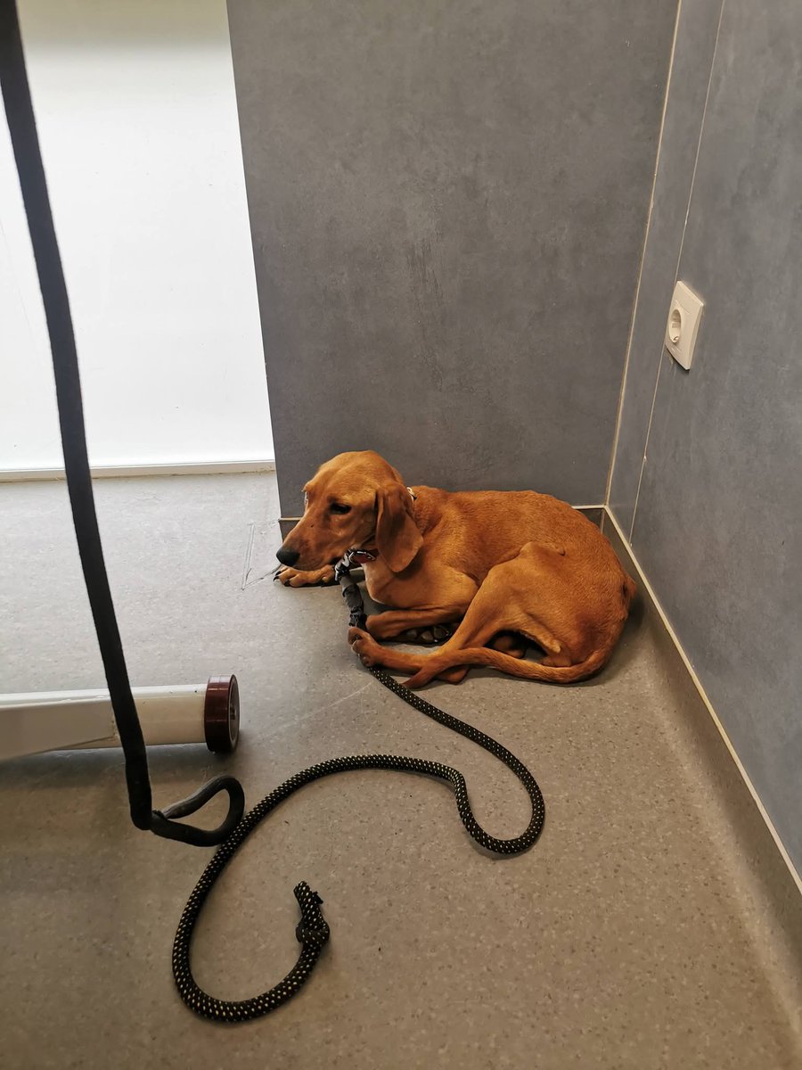 ‼️🆘‼️🆘‼️🆘‼️Έκκληση των εθελοντών για το φάρμακο για την σκυλίτσα που το έχει άμεσα ανάγκη 🐕🙏 Κοινοποιούμε μήπως βρεθεί κάποιος άνθρωπος που το έχει διαθέσιμο.