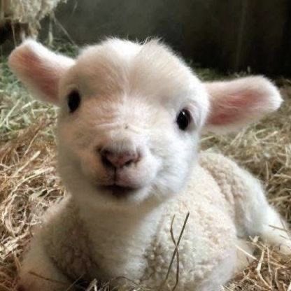 lesbolando's tweet image. sweet lambie