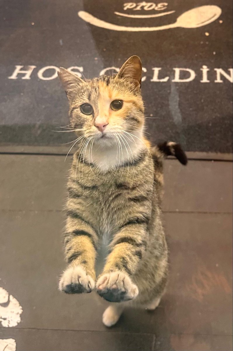 ACİL YUVA ALARMI LÜTFEN PAYLAŞABİLİR MİSİNİZ
Yaşadığı yerde iş yerine girmeye çalışıyormuş fakat insanlar şikayet etmiş gönüllüsü başına bir iş gelmesinden korkuyor, yer İstanbul ama her yere ulaşım sağlanır.  Bir yaşında dişi kısır uysal tek derdi sıcak yuva 
No: 543 851 24 81