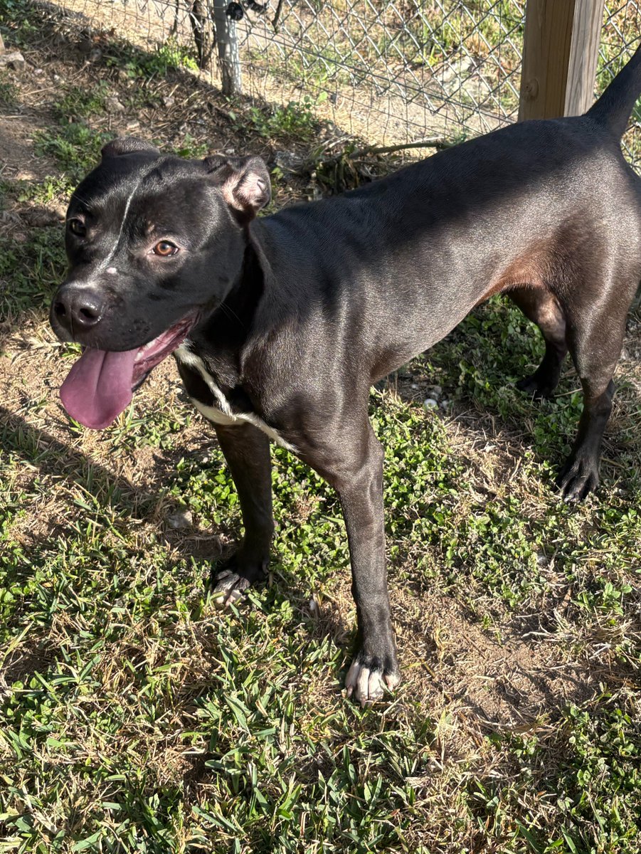 🐾 DOG FOUND: This sweet, adventurous girl was found loose at the HCA Heart Hospital over the weekend. We checked with security, and no one has reported her missing. 
If you are her owner, or know who is, please contact our Humane Services division at 281-316-3709. 🐶
#WebsterTX