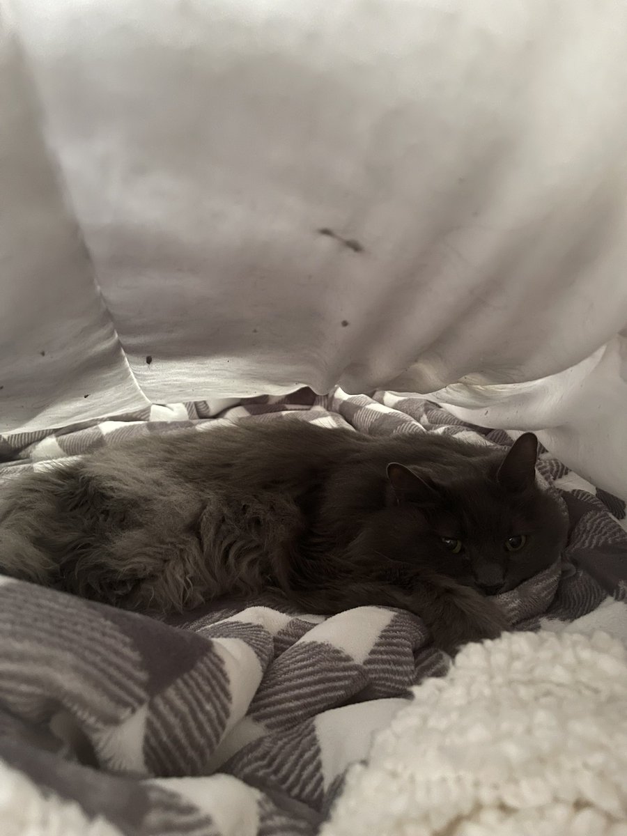 pepper 🌶️ & lugosi 🧛🏻‍♂️ tweet media