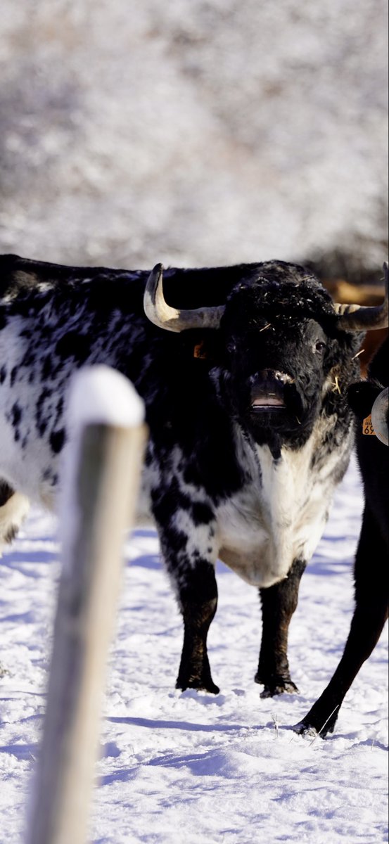 Ha nevado por Flor de la Canela