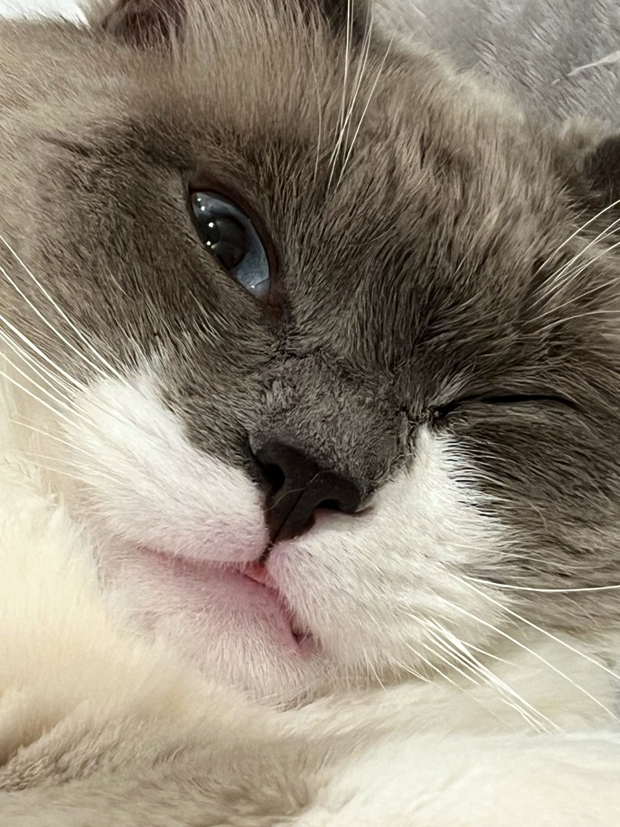 Koseki Bijou🗿holoEN tweet media