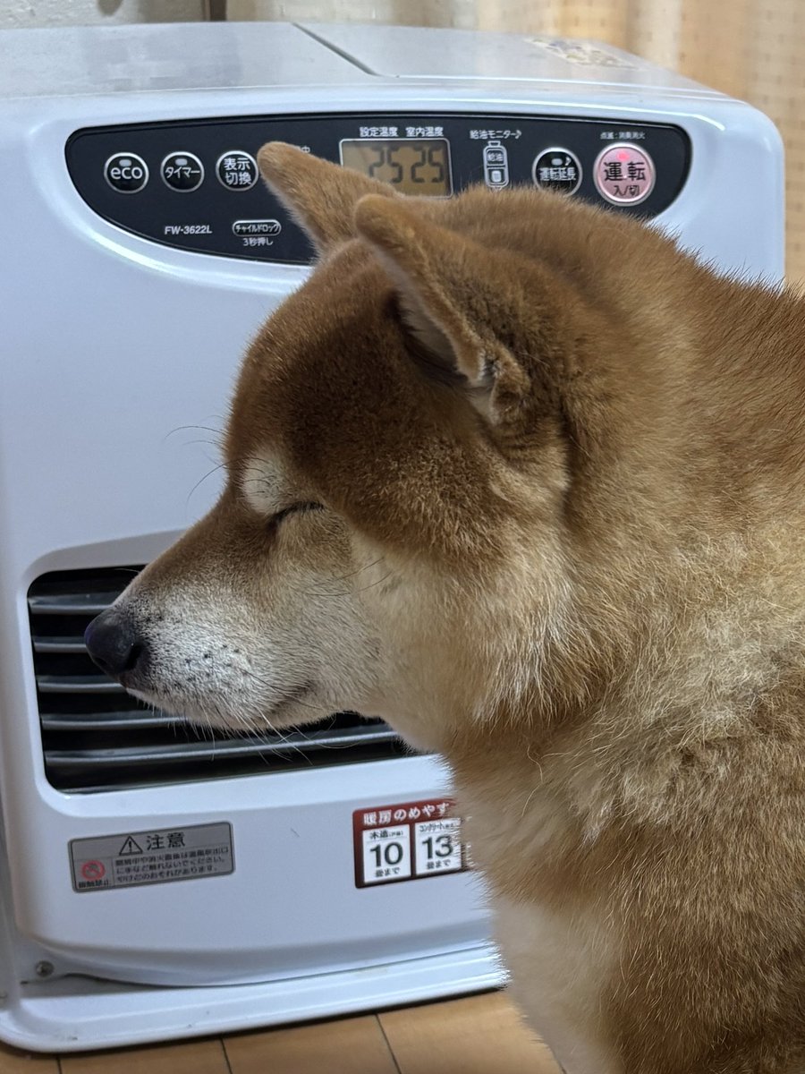 こたろうくん tweet media
