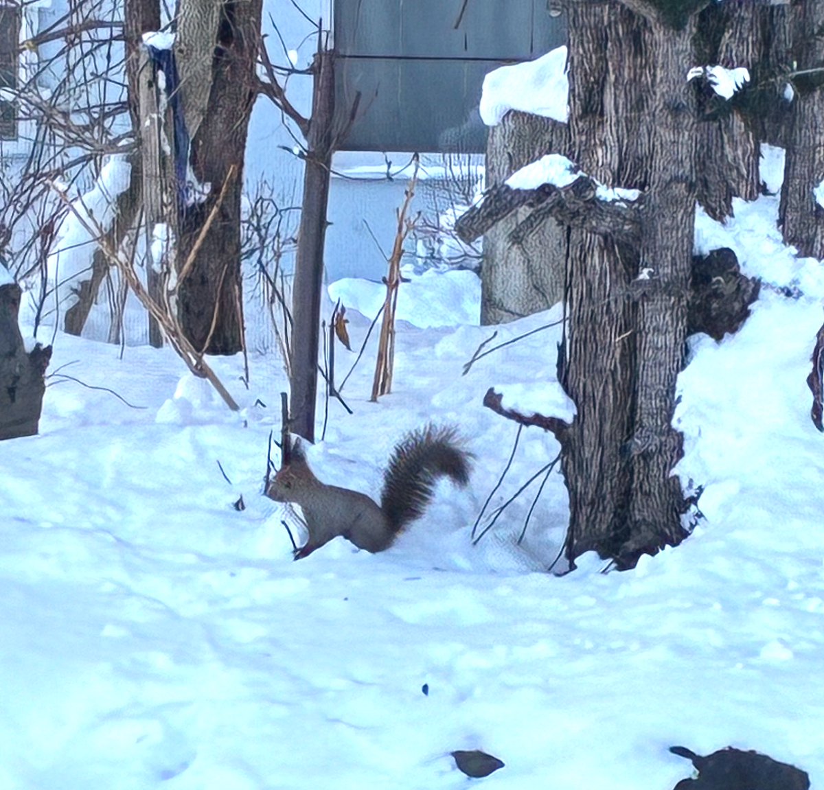 柚子 (@n71_yuzu) / Posts / X