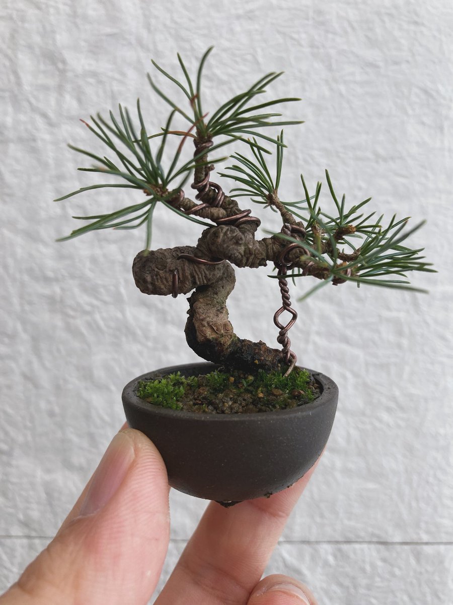 四国五葉松です。昨年はちょっと葉が長めでしたが今年はどうでしょう