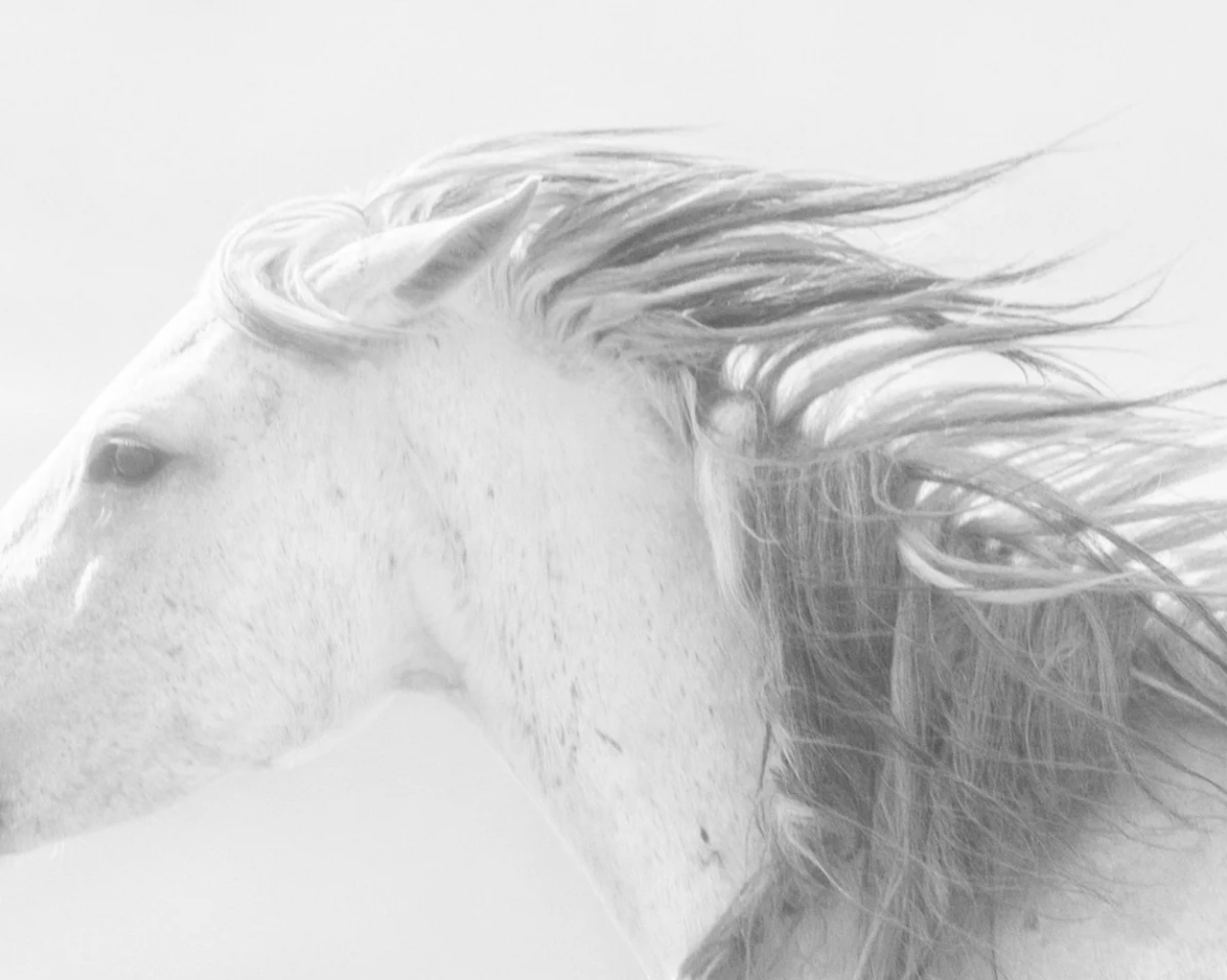 Light & Stanza tweet media