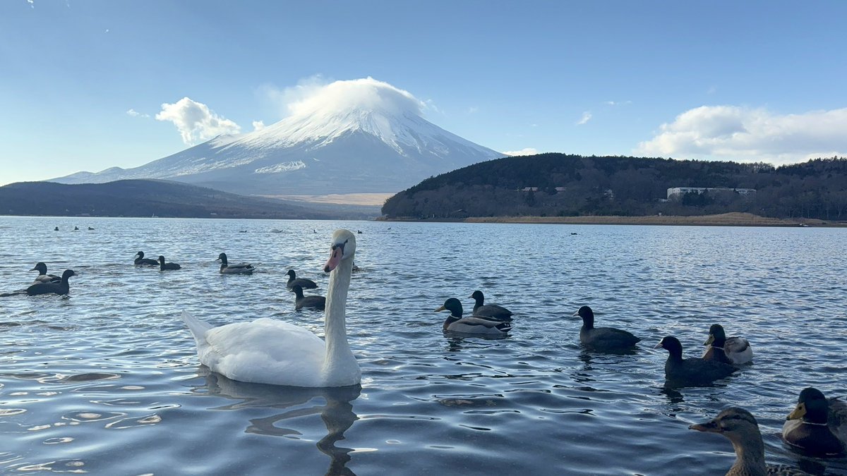shiho_webdesign's tweet photo. 遅ればせながら..明けましておめでとうございます！昨年は大変お世話になりました✨

縁起の良い「富士山」と「白鳥」が揃う景色を新年に見れると、その年の幸運が約束されると言われているそう！良い一年のはじまりに..🦢💗

2026年も、健康第一に、自分のペースで、前向きに、頑張ります！今年もよろしくお願いいたします🐴🎍