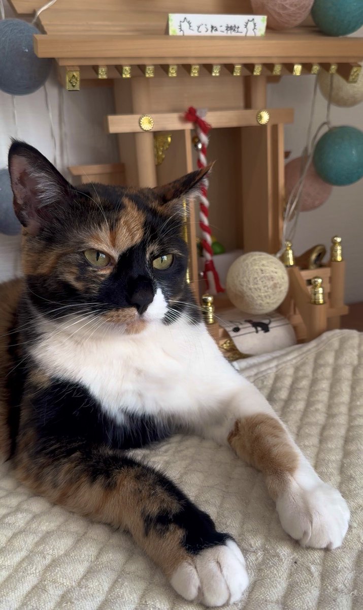 ねねこ ねねこ (@n_nekoyashiki) / Posts / X