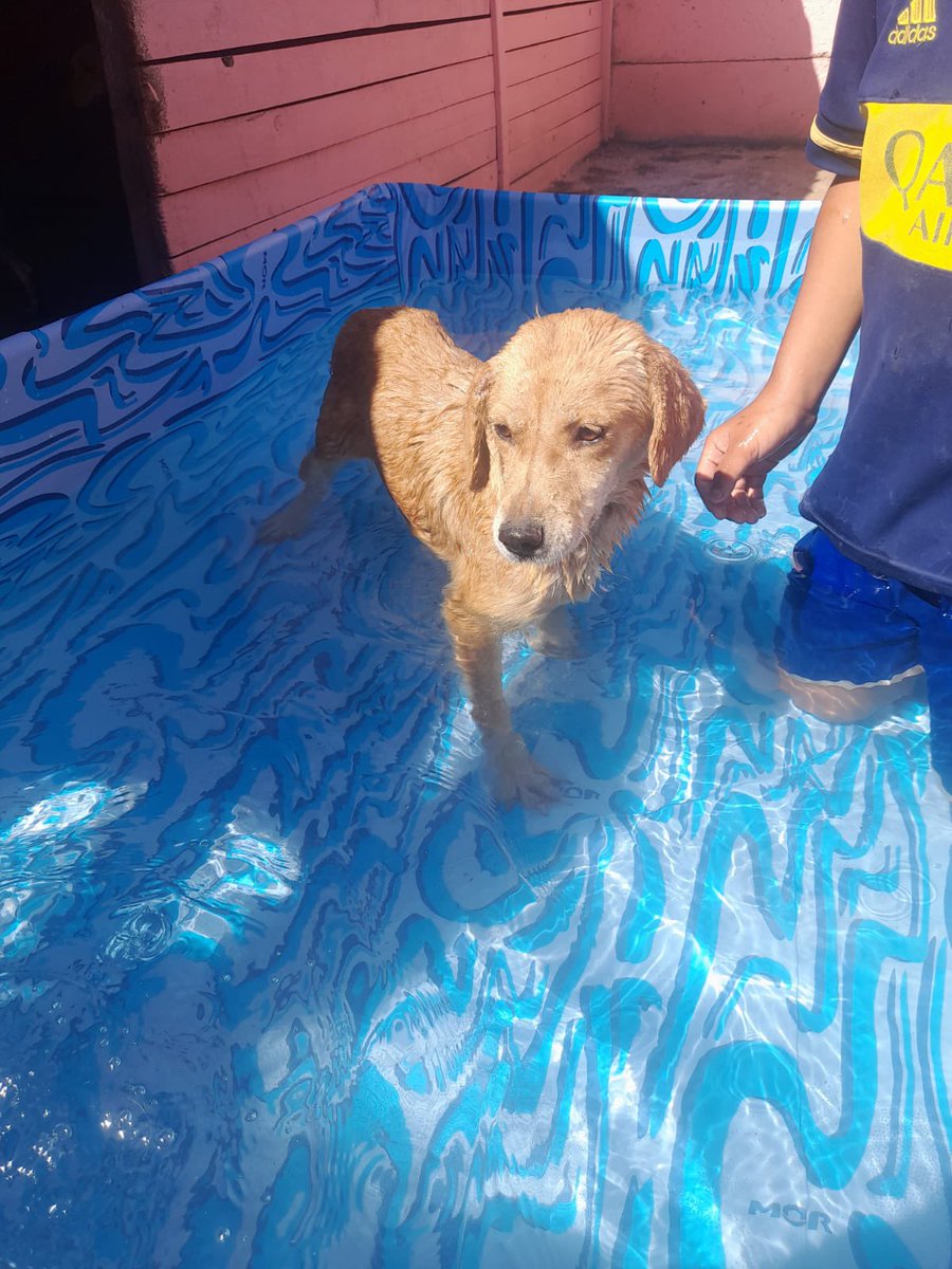 Esta es la mirada de un ser que ya perdió la esperanza. 1 año, y nadie preguntó por ella 
Sigue esperando una familia 
Si queres darle una oportunidad escribimos al 1123750899