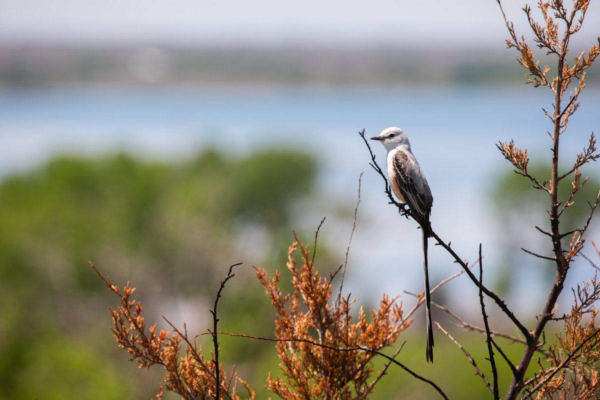Hope you all have been out enjoying a lovely #NationalBirdDay! 
 🪶 

📷 Foss