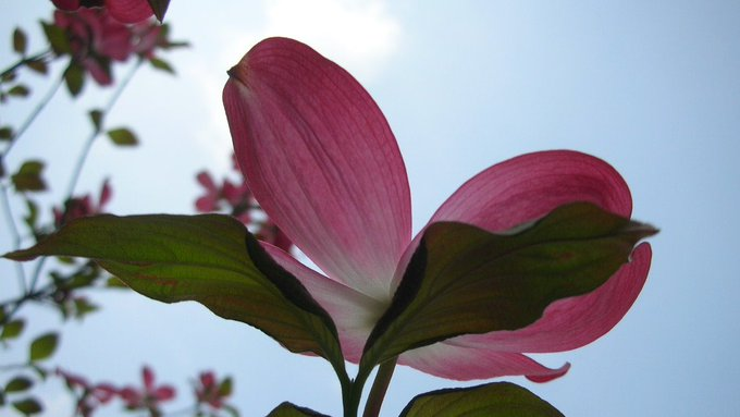 は*ち様 人生で幸福が再び訪れる⭐️ はとさぶ (@nkzw_dc) / Posts / X