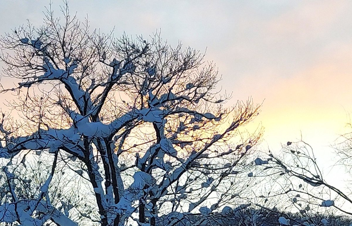 「雪かき終わって夜が明けて、いつものように朝ごはん。 (背後のバードテーブルには、」|浅利与一義遠のイラスト