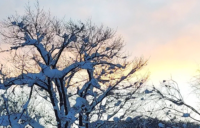 雪かき終わって夜が明けて、いつものように朝ごはん。 (背後のバードテーブルには、またアカゲラが来ている)