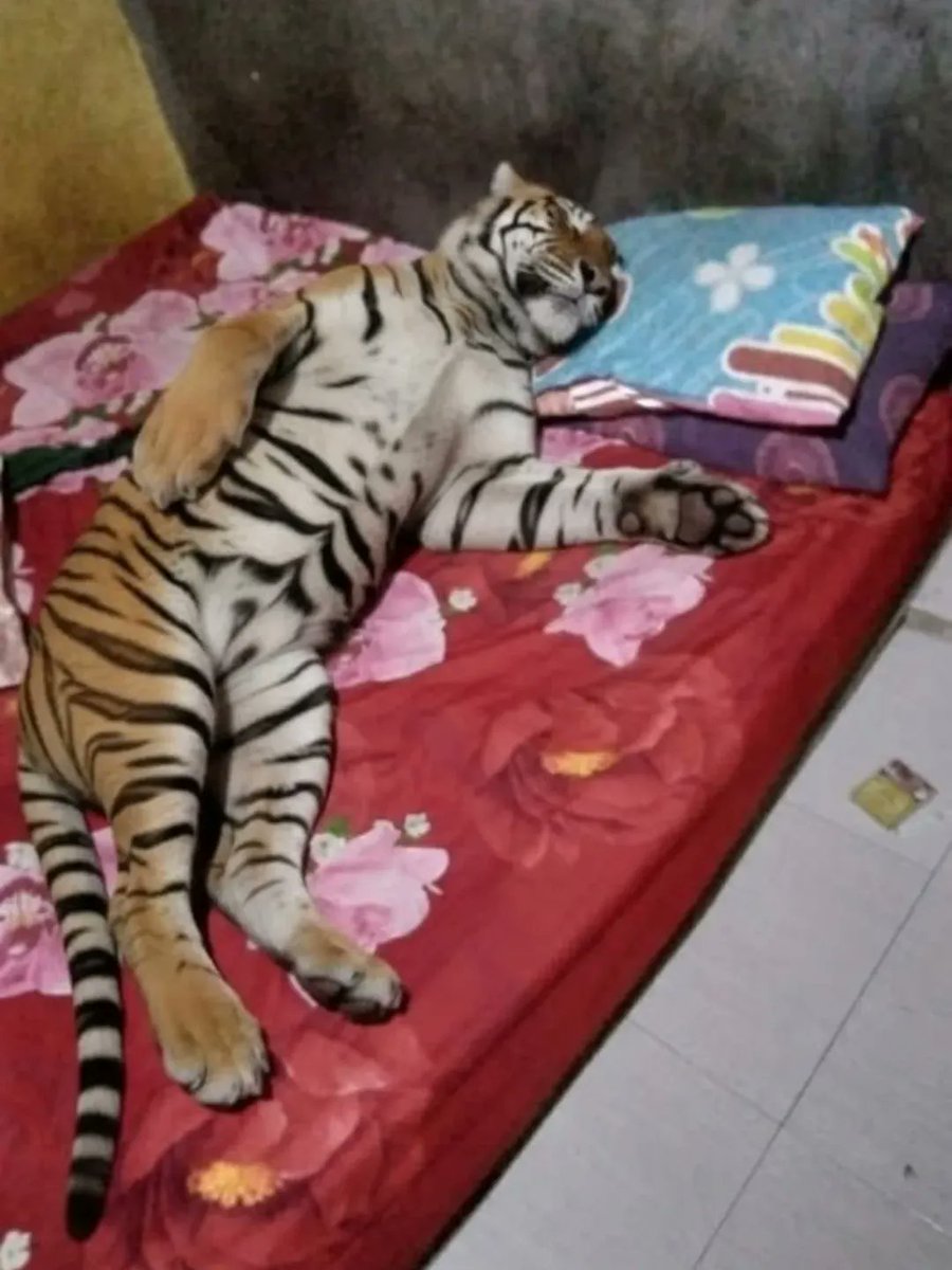 TheCatsX's tweet photo. “release the tiger in you”

the tiger in me: https://t.co/LwnkyovtYT