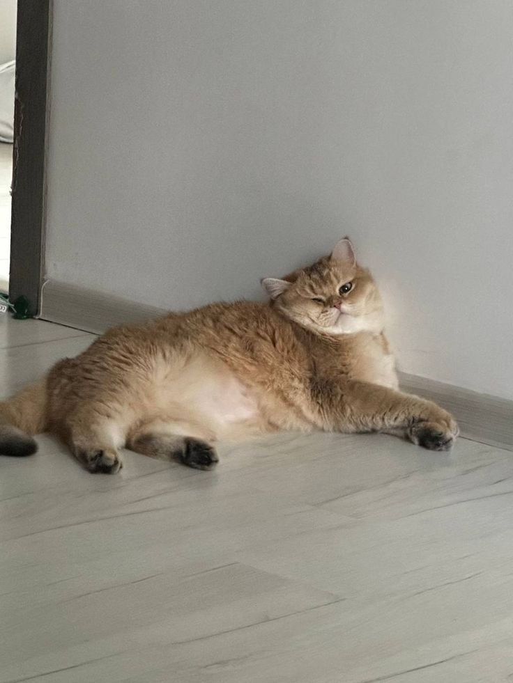 Rutalulp's tweet image. I’m not lazy, I’m just highly motivated to do nothing. 😴💤