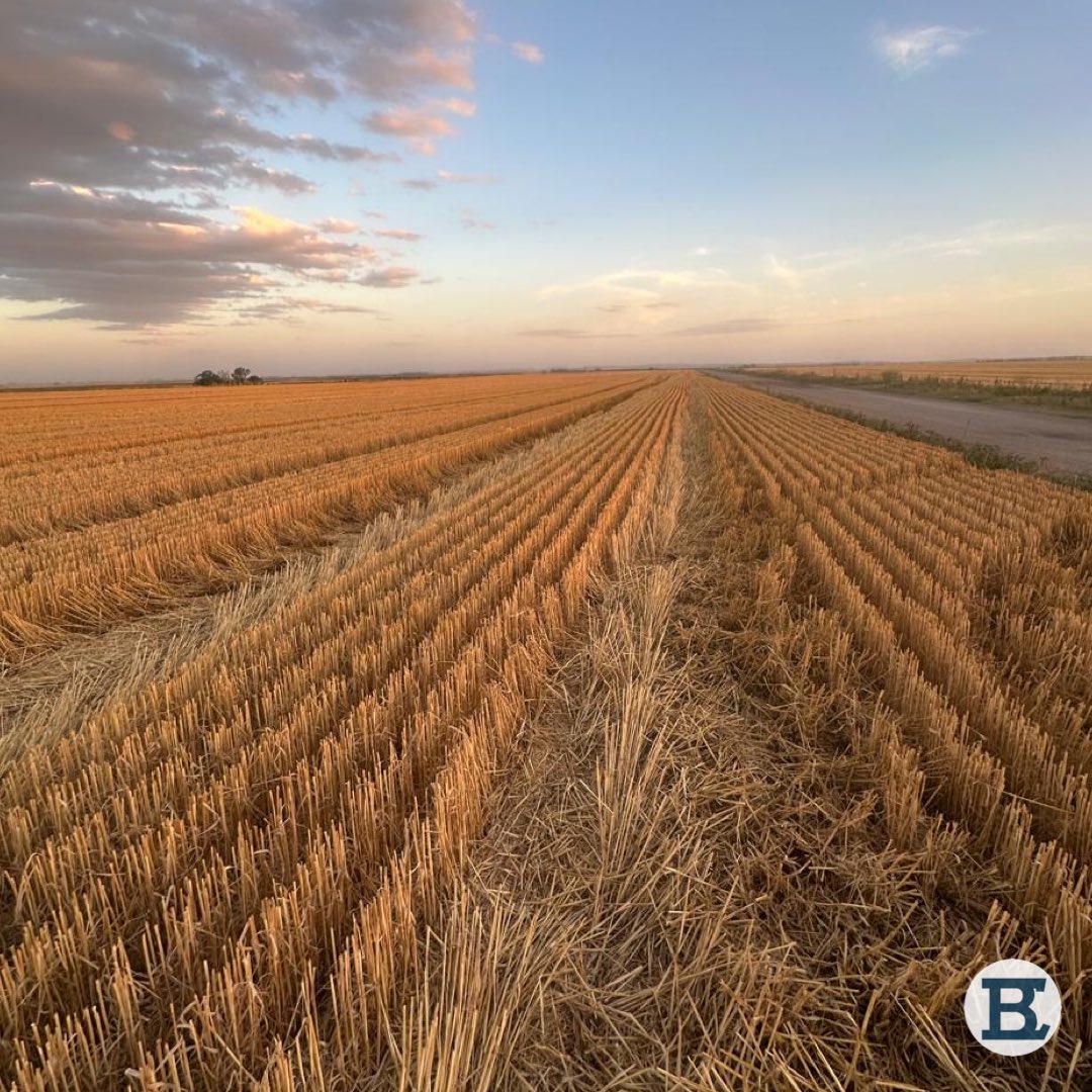El pasado viernes terminamos la cosecha de trigo en La Dolores con un rinde promedio de 5805 kg/ ha 🌾