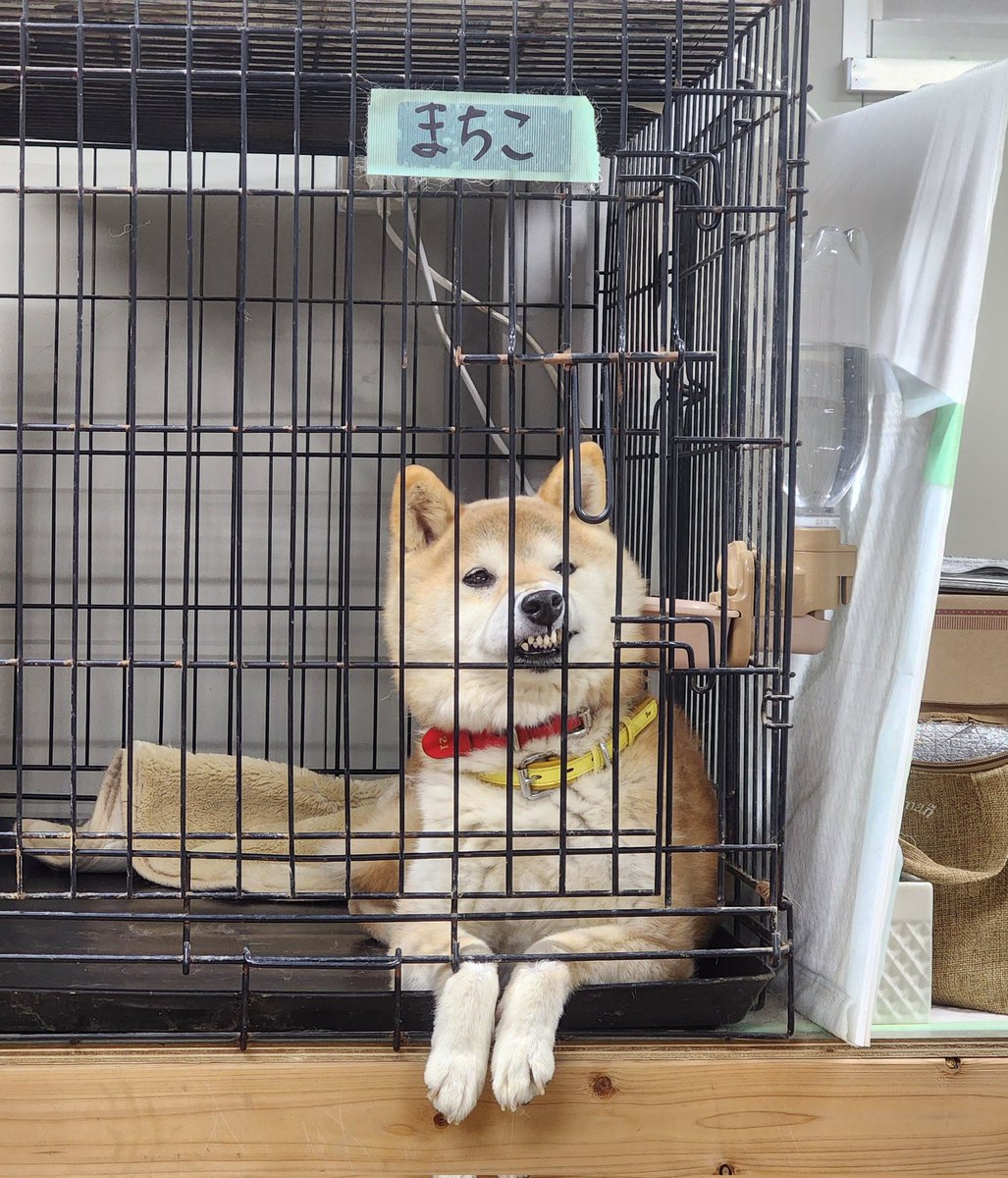 🐶NPO法人アニマルスマイル香川🐱 tweet media