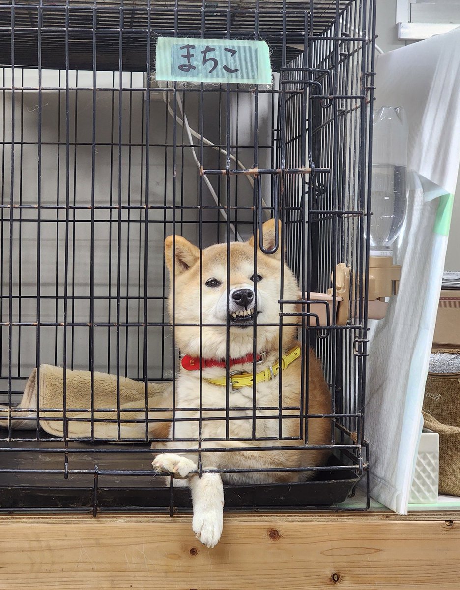 🐶NPO法人アニマルスマイル香川🐱 tweet media