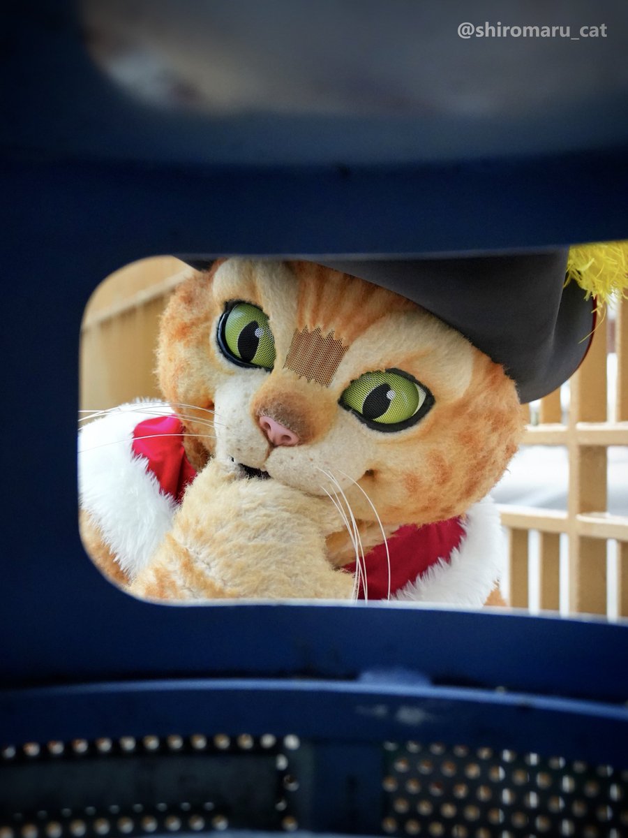 Shiro -しろ- (@shiromaru_cat) / Posts / X