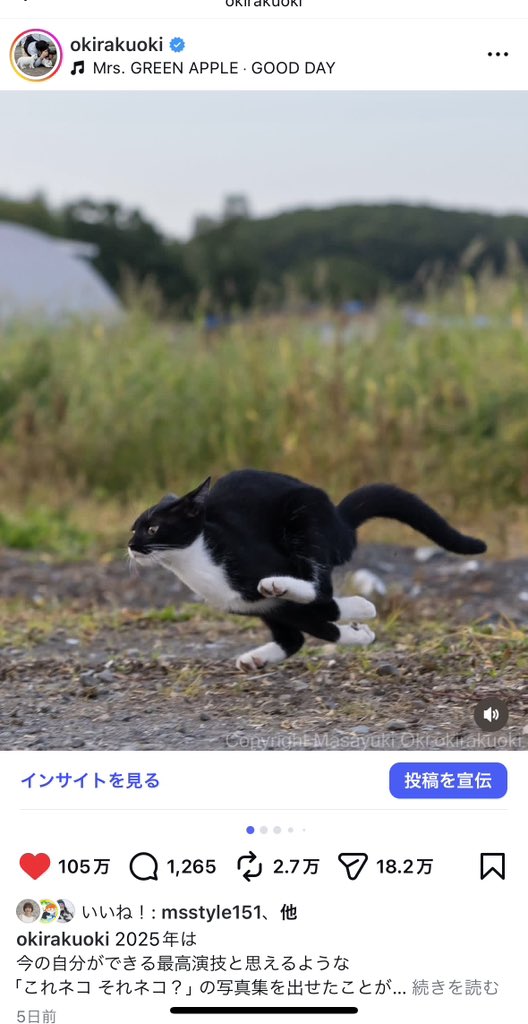猫写真家 沖 昌之 (MASAYUKI OKI) tweet media