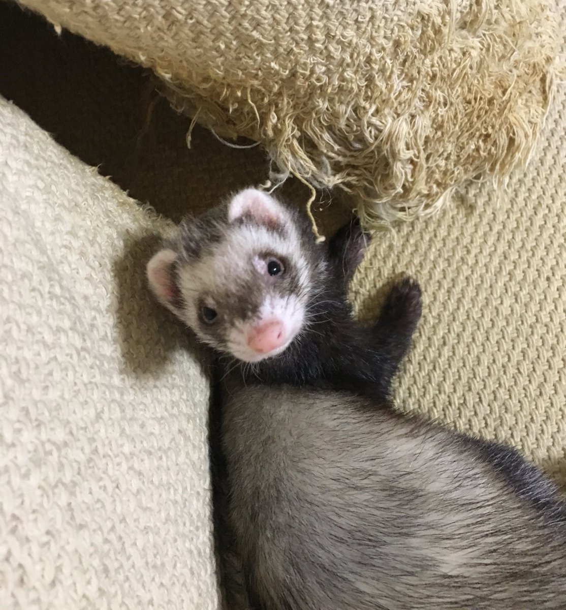 ソファーはあたちのお爪研ぎ！
今日は我が家のプリンセス、ココ爆誕祭🎂✨✨
ココ！14歳おめでとう🫶
ロコといっしょに帰っておいで〜みんなでお祝いしようね🌈🏠