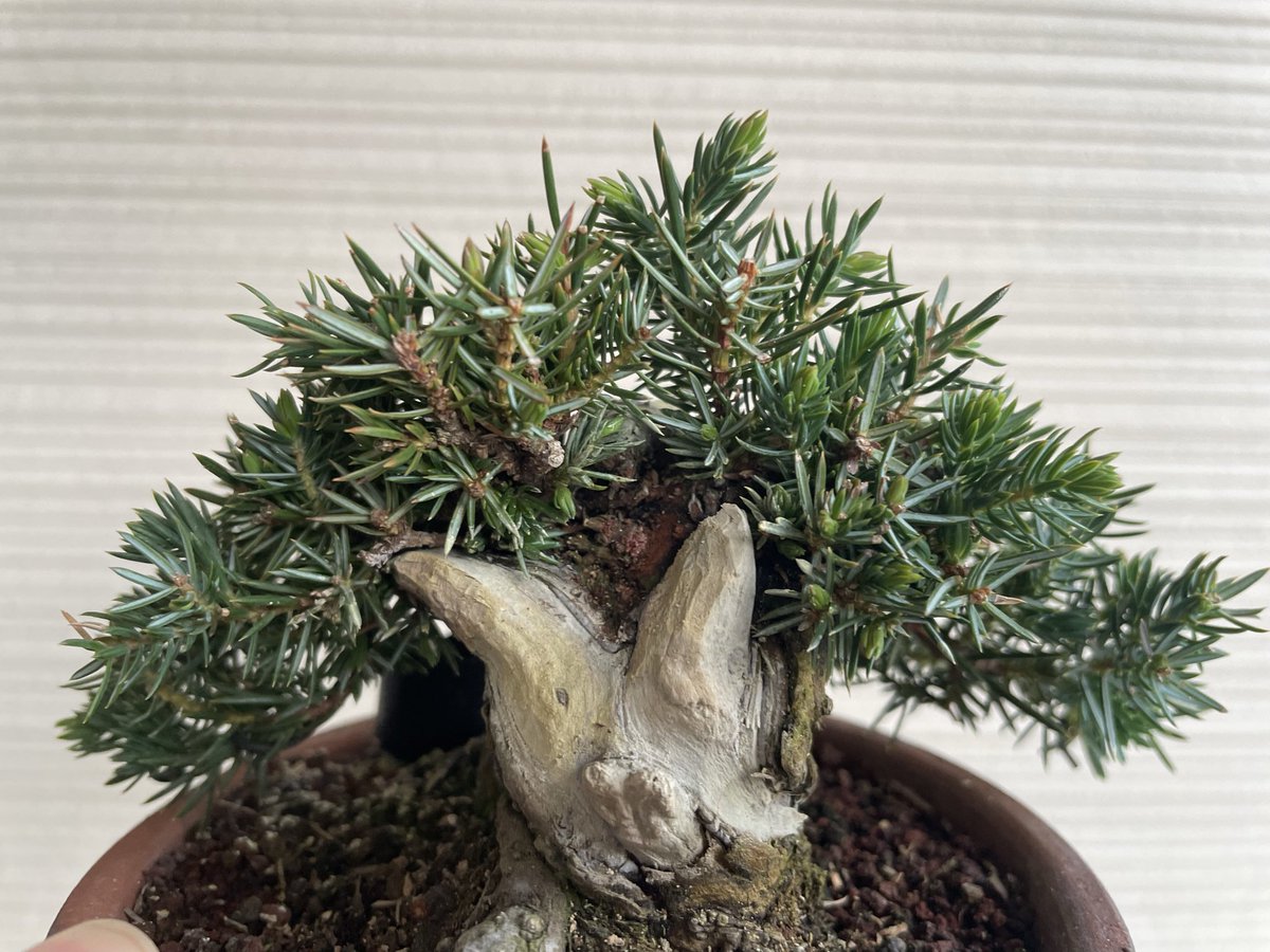 シャリを調整した杜松。天気良く1日で真っ白に。 Needle juniper