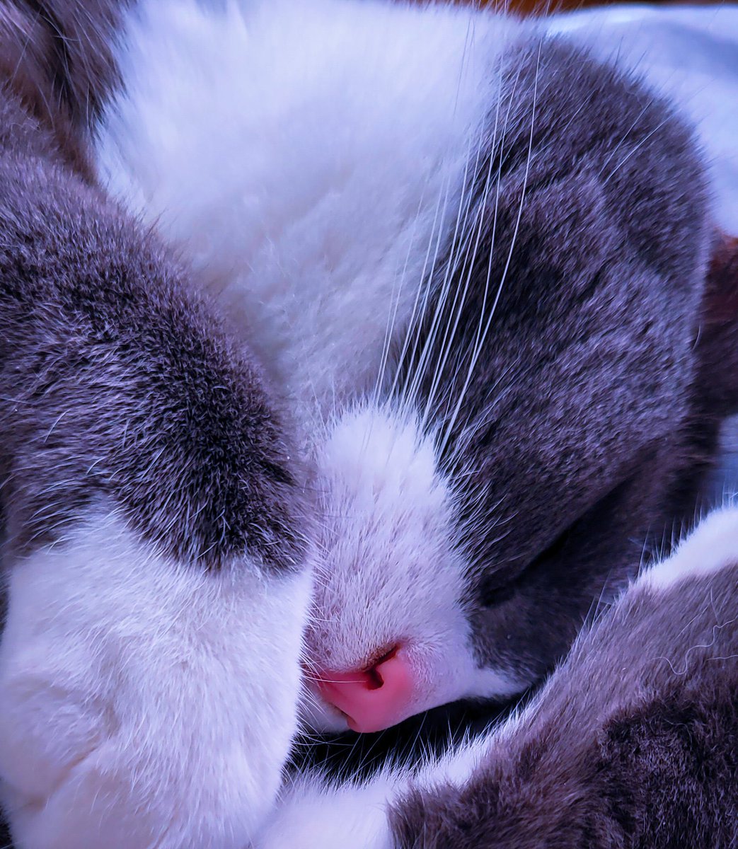 ThomasLoui2's tweet image. Getting off here early tonight. Here's a cute photo of Velvet.  Goodnight