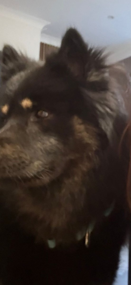 millypod1's tweet photo. π1 JAN 2026 #Lost Luffy #ScanMe
YOUNG Husky Cross Male
Mereside Blackpool near #M55 Motorway
#Blackpool #Lancashire #FY4
He has brown paws and very fluffy coat, could mistake him as a german sheperd
https://t.co/KraF3N0fRk https://t.co/3WCtEQ7Dsf