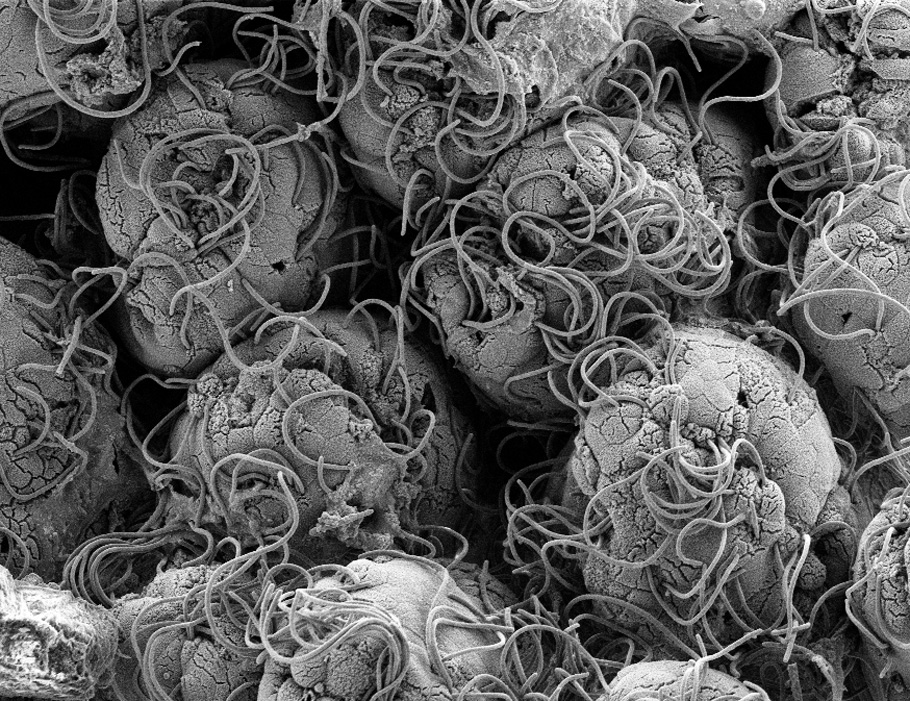 SciImmunology's tweet image. Gut bacteria protect mice infected with #InfluenzaA virus from secondary bacterial lung infections such as bacterial #pneumonia. @GSUIBMS 

Learn more in Science #Immunology: scim.ag/490Yyan